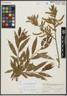 Foto von Salix alba L. x Salix pentandra L.